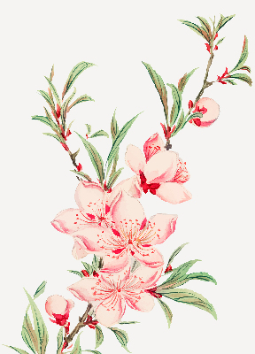 Rolgordijn verduisterend Roze bloem