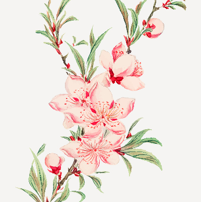 Rolgordijn verduisterend Roze bloem