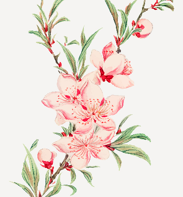 Rolgordijn verduisterend Roze bloem