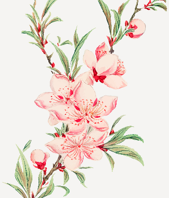 Rolgordijn verduisterend Roze bloem