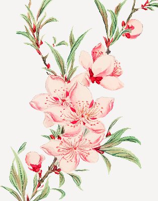 Rolgordijn verduisterend Roze bloem