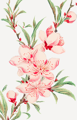 Rolgordijn verduisterend Roze bloem