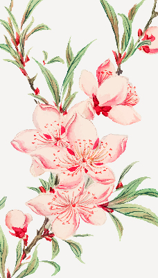 Rolgordijn verduisterend Roze bloem