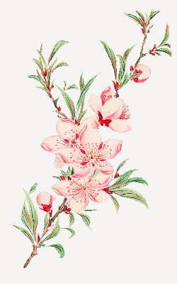 Rolgordijn verduisterend Roze bloem