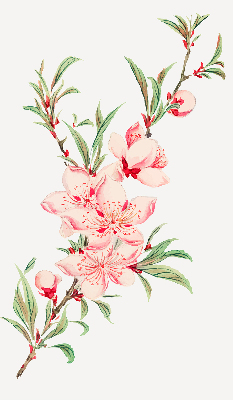 Rolgordijn verduisterend Roze bloem