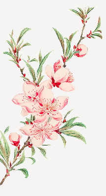 Rolgordijn verduisterend Roze bloem