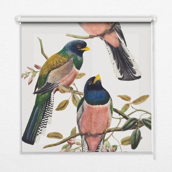 Rolgordijn voor het raam Vogels op de takken