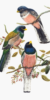 Rolgordijn voor het raam Vogels op de takken