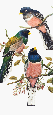 Rolgordijn voor het raam Vogels op de takken