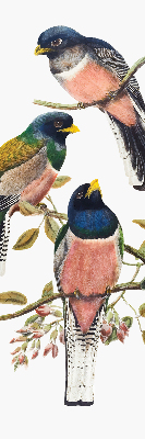 Rolgordijn voor het raam Vogels op de takken