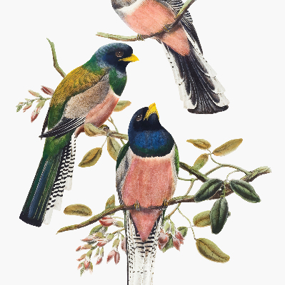 Rolgordijn voor het raam Vogels op de takken