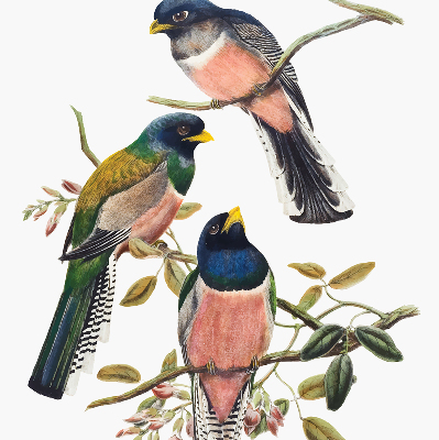 Rolgordijn voor het raam Vogels op de takken