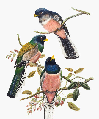 Rolgordijn voor het raam Vogels op de takken