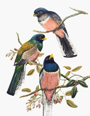 Rolgordijn voor het raam Vogels op de takken