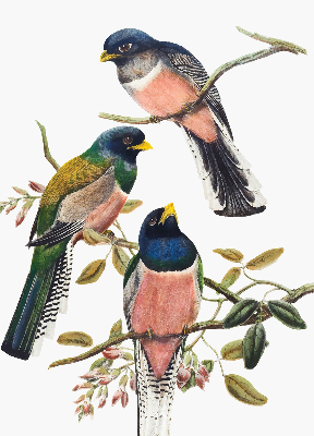 Rolgordijn voor het raam Vogels op de takken