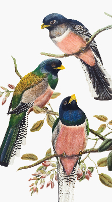 Rolgordijn voor het raam Vogels op de takken