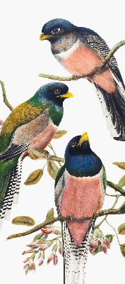 Rolgordijn voor het raam Vogels op de takken