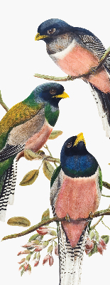 Rolgordijn voor het raam Vogels op de takken