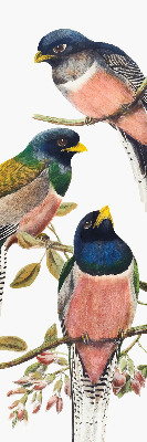 Rolgordijn voor het raam Vogels op de takken