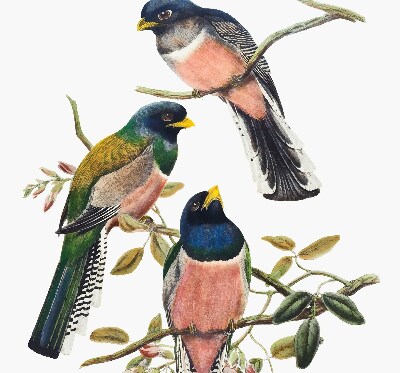 Rolgordijn voor het raam Vogels op de takken