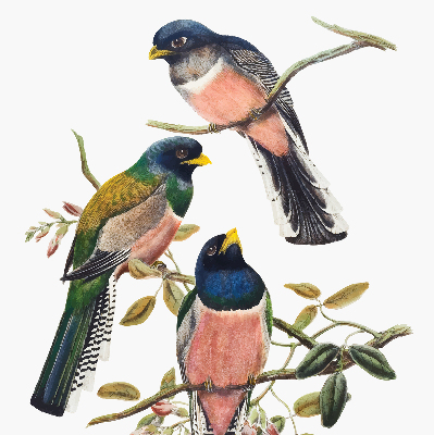 Rolgordijn voor het raam Vogels op de takken