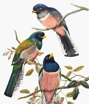 Rolgordijn voor het raam Vogels op de takken