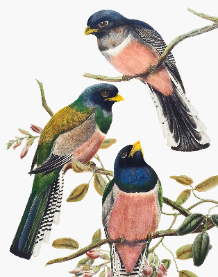 Rolgordijn voor het raam Vogels op de takken