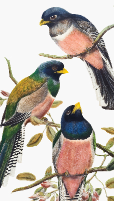 Rolgordijn voor het raam Vogels op de takken