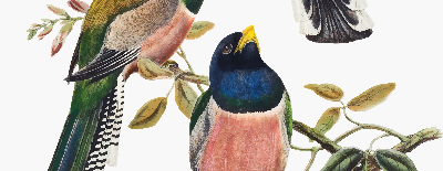 Rolgordijn voor het raam Vogels op de takken