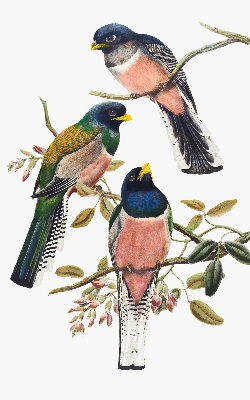 Rolgordijn voor het raam Vogels op de takken