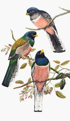 Rolgordijn voor het raam Vogels op de takken