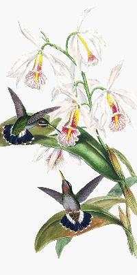 Rolgordijn verduisterend Vogels op een bloem