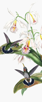 Rolgordijn verduisterend Vogels op een bloem