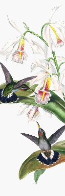 Rolgordijn verduisterend Vogels op een bloem