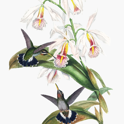 Rolgordijn verduisterend Vogels op een bloem