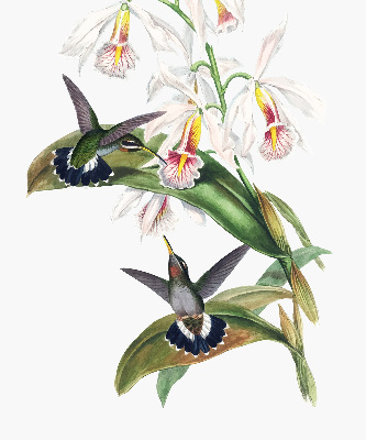 Rolgordijn verduisterend Vogels op een bloem