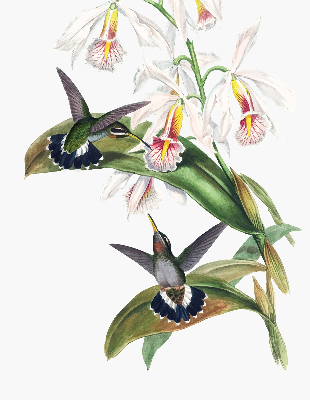 Rolgordijn verduisterend Vogels op een bloem