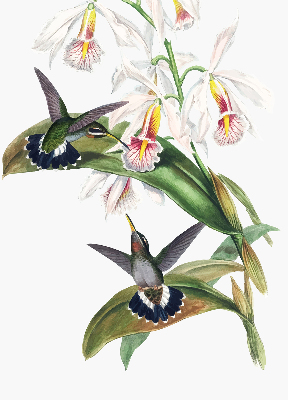 Rolgordijn verduisterend Vogels op een bloem