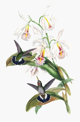 Rolgordijn verduisterend Vogels op een bloem