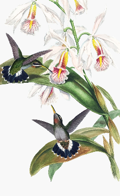 Rolgordijn verduisterend Vogels op een bloem