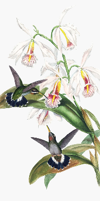 Rolgordijn verduisterend Vogels op een bloem