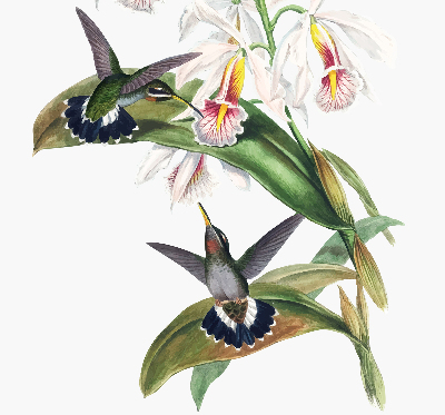 Rolgordijn verduisterend Vogels op een bloem