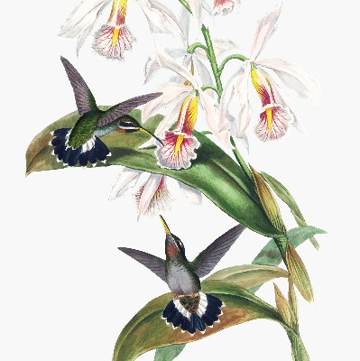 Rolgordijn verduisterend Vogels op een bloem