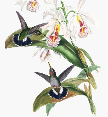 Rolgordijn verduisterend Vogels op een bloem