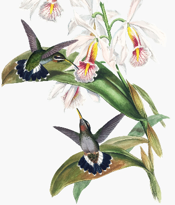 Rolgordijn verduisterend Vogels op een bloem