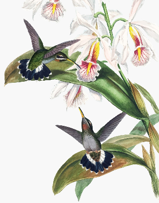 Rolgordijn verduisterend Vogels op een bloem