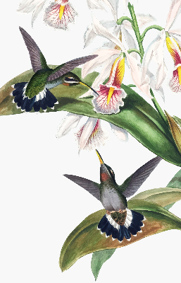 Rolgordijn verduisterend Vogels op een bloem