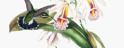 Rolgordijn verduisterend Vogels op een bloem