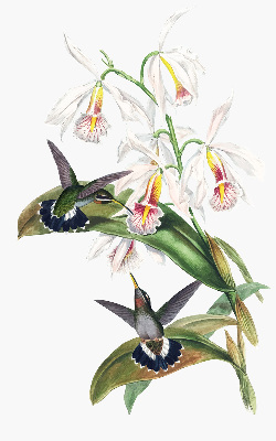 Rolgordijn verduisterend Vogels op een bloem