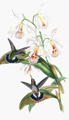 Rolgordijn verduisterend Vogels op een bloem